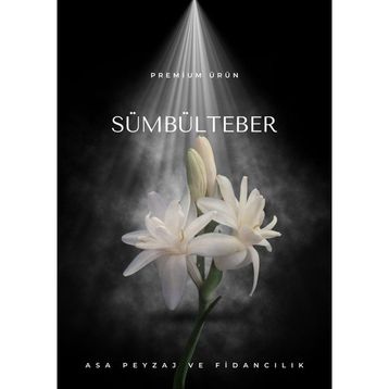 SÜMBÜLTEBER - TARIK DURSUN KAKINÇ