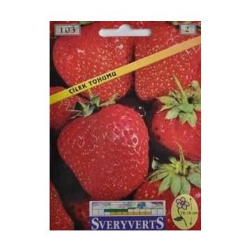 Sveryverts Çilek Tohumu