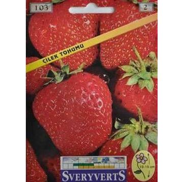Sveryverts Çilek Tohumu
