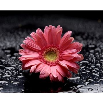 Tablolife Pembe Gerbera 35x50 cm Kanvas Tablo