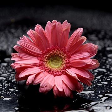 Tablolife Pembe Gerbera 35x50 cm Kanvas Tablo