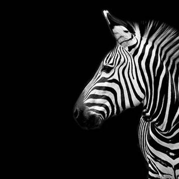 Tablolife Utangaç Zebra 35 x 50 cm Kanvas Tablo