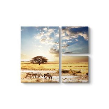 Tabloshop Afrika Zebra 100x100 cm Tablo