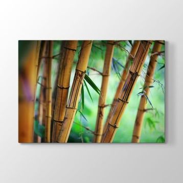 Tabloshop Bambu Ağaçları 60x40 cm Tablo