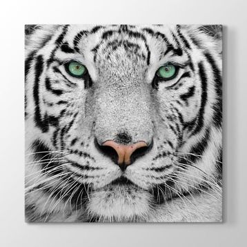 Tabloshop Beyaz Kaplan 40x40 cm Tablo