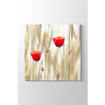 Tabloshop Gelincik Çiçeği 60x60 cm Tablo