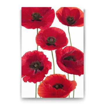 Tabloshop Gelincik Çiçeği Vektör 80x125 cm Tablo