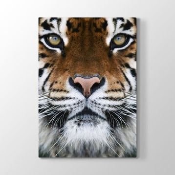 Tabloshop Kaplan Yüzü 100x140 cm Tablo