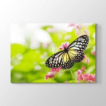 Tabloshop Kelebek 60x40 cm Tablo