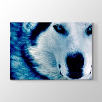 Tabloshop Mavi Kurt 100x70 cm Tablo