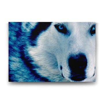 Tabloshop Mavi Kurt 60x40 cm Tablo