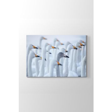 Tabloshop Ördekler 45x30 cm Tablo