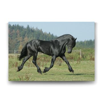 Tabloshop Siyah Arap Atı 45x30 cm Tablo