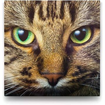 Tabloshop Tekir Kedi 100x100 cm Tablosu