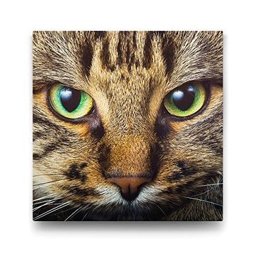 Tabloshop Tekir Kedi 80x80 cm Tablosu