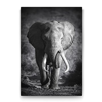Tabloshop Yaşlı Fil 40x60 cm Tablo