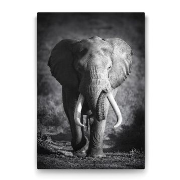 Tabloshop Yaşlı Fil 50x75 cm Tablo