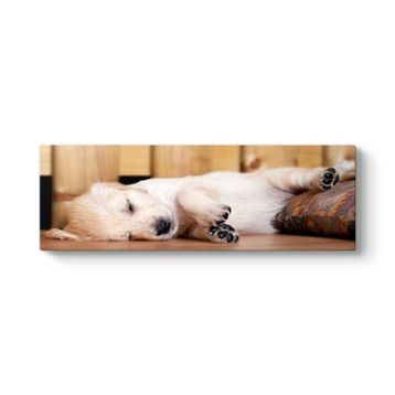 Tabloshop Yavru Golden Kanvas Tablo