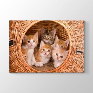 Tabloshop Yavru Kediler 125x80 cm Tablo