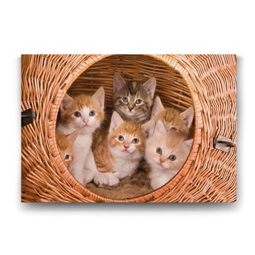 Tabloshop Yavru Kediler 125x80 cm Tablo