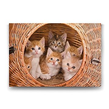 Tabloshop Yavru Kediler 90x60 cm Tablo