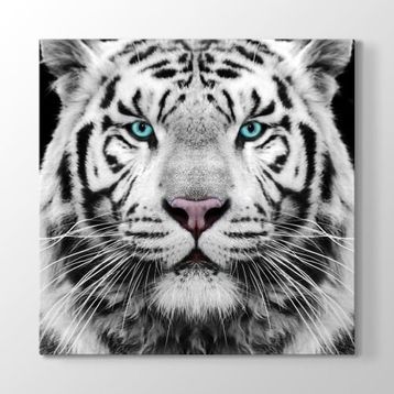 Tabloshop Yeşil Gözlü Beyaz Kaplan 60x60cm Tablosu