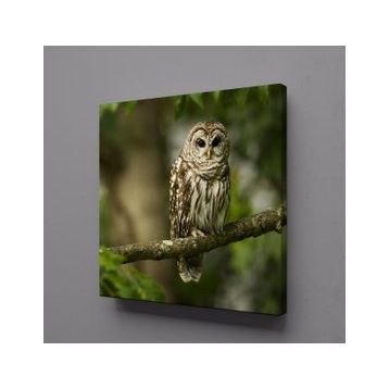 Technopa Baykuş 90x90 cm Kanvas Tablo