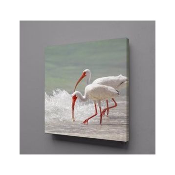 Technopa Beyaz Flamingolar 60x60 cm Kanvas Tablo