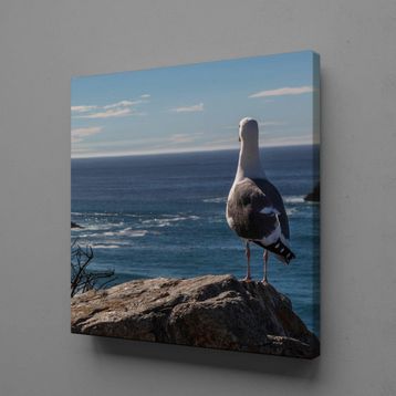 Technopa Beyaz Martı 110x110 cm Kanvas Tablo