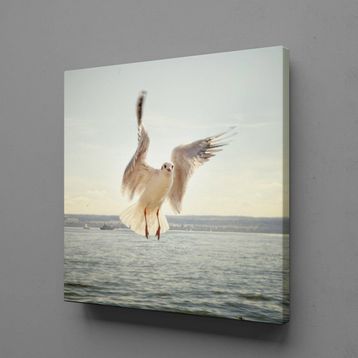 Technopa Beyaz Martı 40x40 cm Kanvas Tablo
