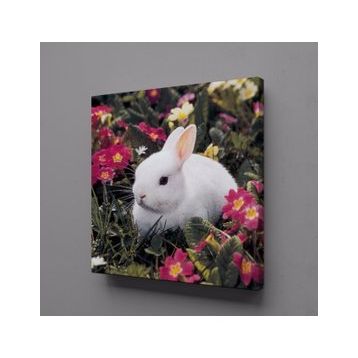 Technopa Beyaz Tavşan 30x30 cm Kanvas Tablo