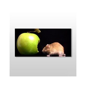 Technopa Elma ve Hamster 80x40 cm Kanvas Tablo