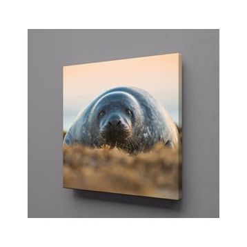 Technopa Fok Balığı 120x120 cm Kanvas Tablo