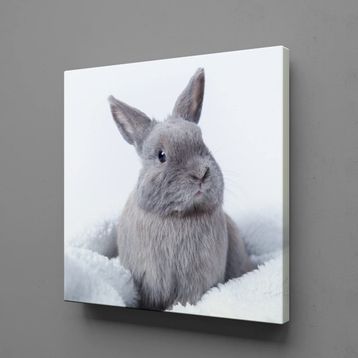 Technopa Gri Tavşan 130x130 cm Kanvas Tablo
