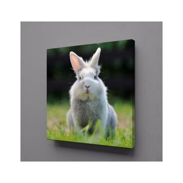 Technopa Gri Tavşan 80x80 cm Kanvas Tablo