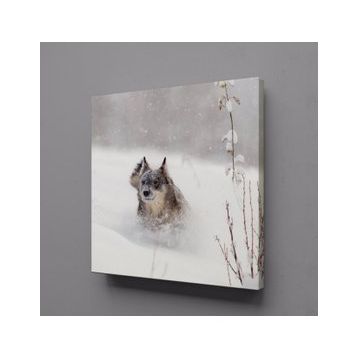Technopa Kahverengi Kurt 60x60 cm Kanvas Tablo