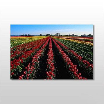 Technopa Lale Tarlası 150x100 cm Kanvas Tablo