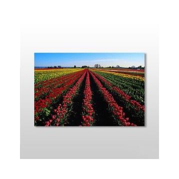 Technopa Lale Tarlası 75x50 cm Kanvas Tablo