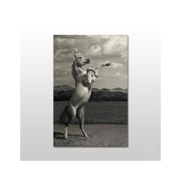 Technopa Şaha Kalkan At 160x80 cm Kanvas Tablo