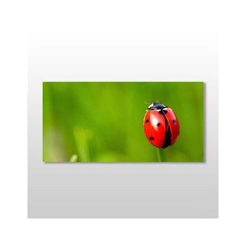 Technopa Uğur Böceği 120x60 cm Kanvas Tablo