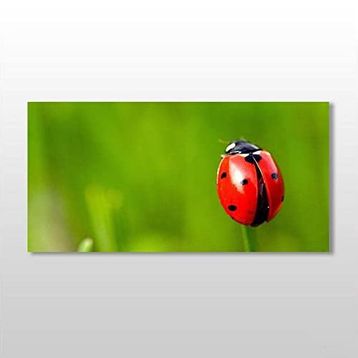 Technopa Uğur Böceği 60x30 cm Kanvas Tablo