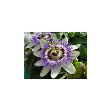 Tohhum 5 Adet Passiflora Tohumu