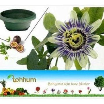 Tohhum 5 Adet Passiflora Tohumu
