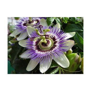 Tohhum 5 Adet Passiflora Tohumu