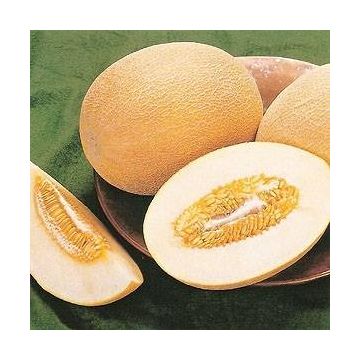 Tohhum Ananas Kavun Tohumu