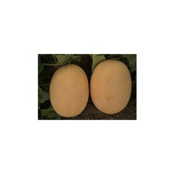 Tohhum Ananas Kavun Tohumu