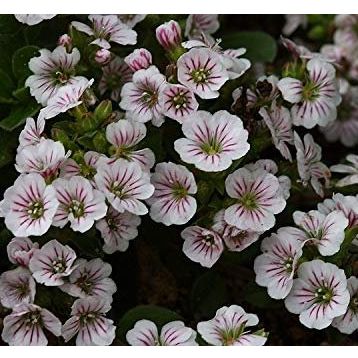 Tohhum Bahar Yıldızı Gysophila Elegans Tohumu