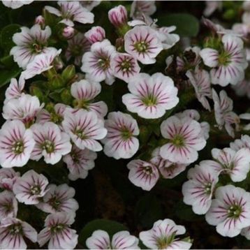 Tohhum Bahar Yıldızı Gysophila Elegans Tohumu