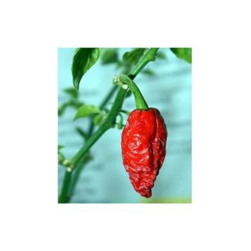 Tohhum Bhut Jolokia Biberi Tohumu