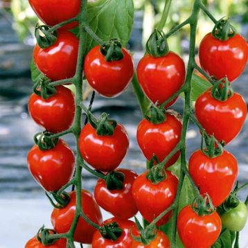 Tohhum Çilek Domatesi Tomatoberry Tohumu
